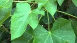 Daun Jarak