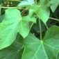 Daun Jarak