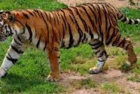 Ilustrasi Harimau