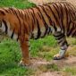 Ilustrasi Harimau