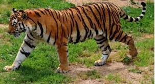 Ilustrasi Harimau