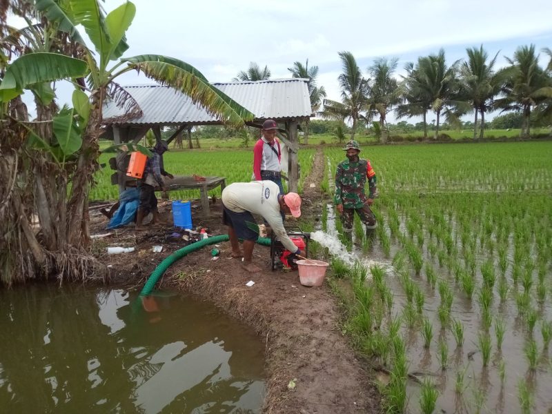 Pangdam XIV/Hasanuddin Mayjen TNI Andi Sumangerukka SE MM menginstruksikan para Babinsa turun langsung ke sawah untuk ikut mendampingi dan membantu petani dalam pembuatan lahan pertanian, penanaman, pengairan serta pemanenan Padi petani.
