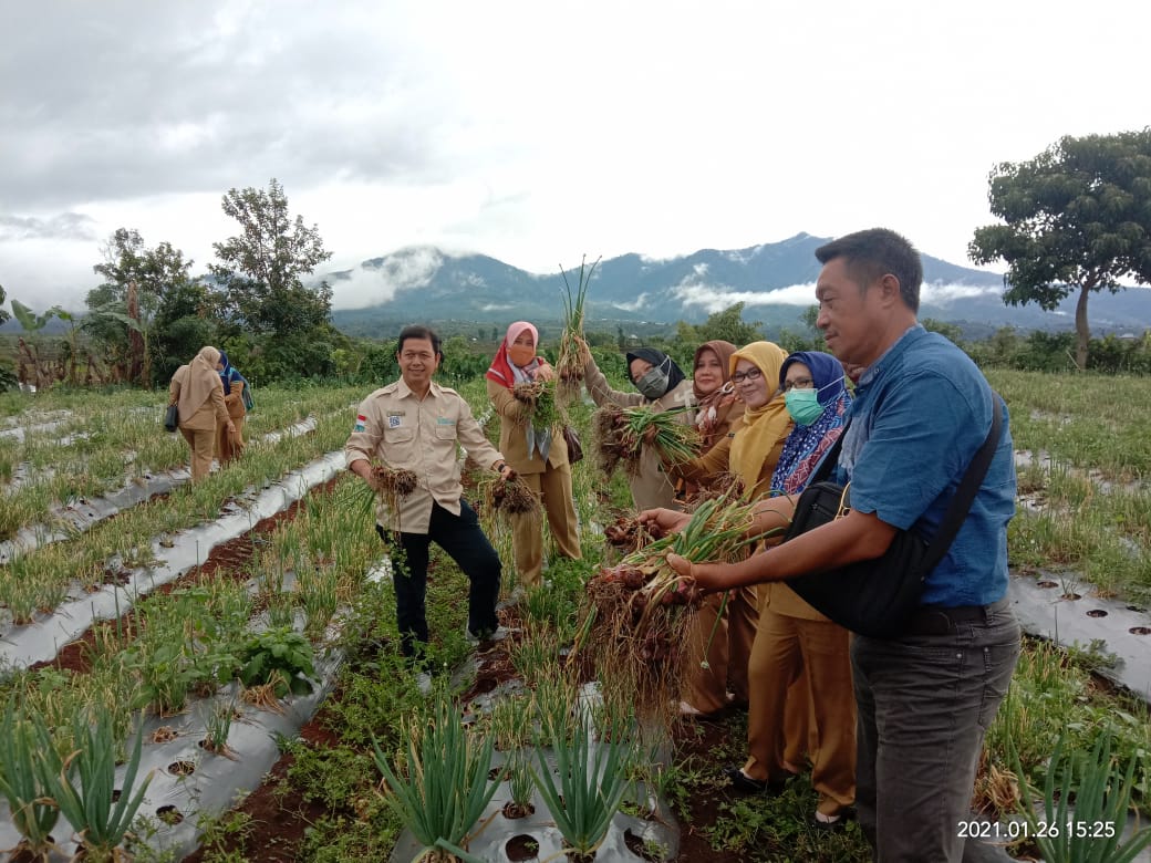 Kelompok Tani (Poktan) Mandiri desa Danau Gerak Kecamatan Semendo Darat Ulu berhasil mengembangkan penanaman Bawang Merah dengan cara Hortikultura. 