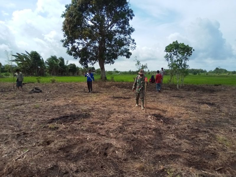 Babinsa  Koramil 1416-04/Kabawo Serka La Basi turun ke ladang membantu petani menanam Padi Merah di Desa Latampu, Kecamatan Parigi Kabupaten Muna, Kamis (18/2/2021).