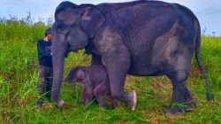 Seekor anak gajah jantan lahir dari induk bernama Sabana di Pusat Latihan Gajah (PLG) Jalur 21 Suaka Margasatwa Padang Sugihan