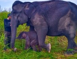 Anak Gajah Sumatera Lahir di PLG Padang Sugihan