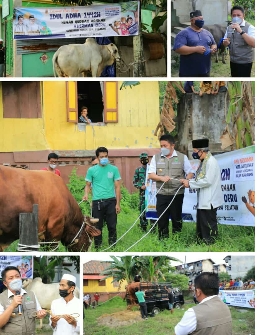 Herman Deru Sebar 100 Ekor Sapi untuk Masyarakat Sumsel 