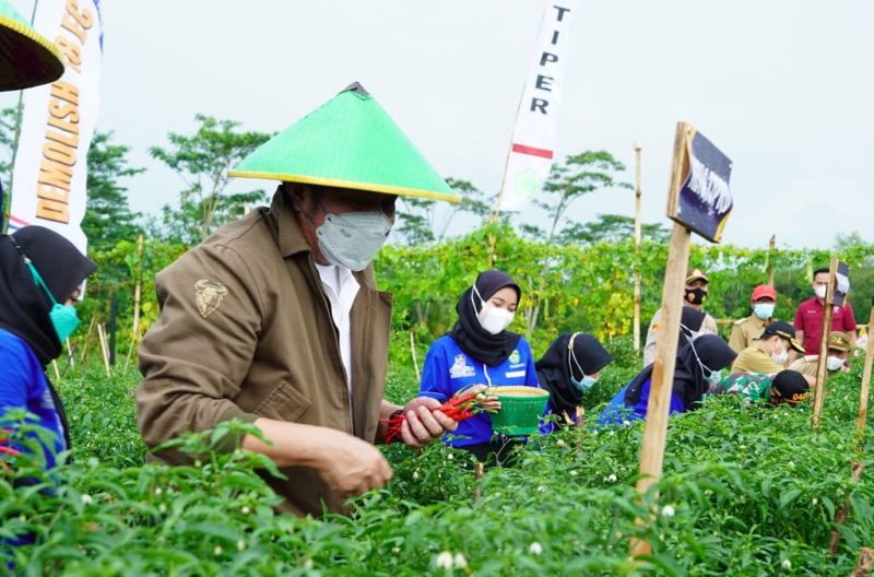 Herman Deru Panen Cabai Lado Bersama Petani OKU Timur