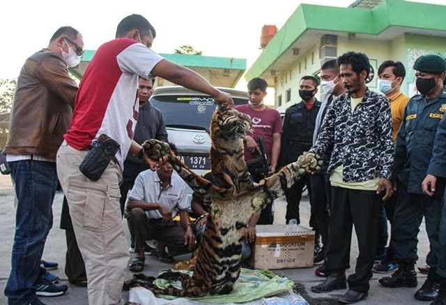 Polda Riau Riau berhasil menangkap 4 orang pelaku penjual kulit harimau Sumatera