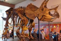 Triceratops - Source: Wikimedia.org