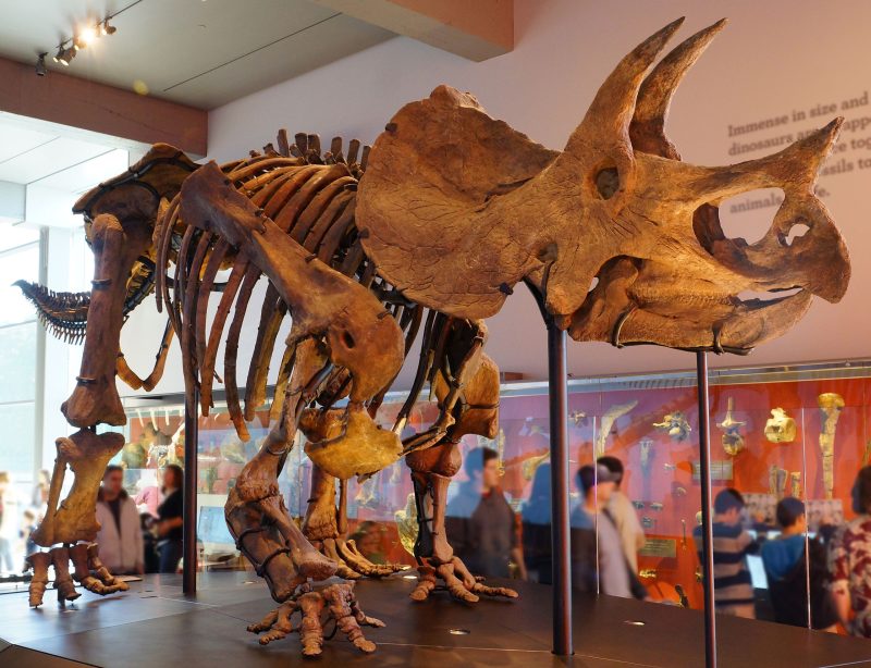 Triceratops - Source: Wikimedia.org