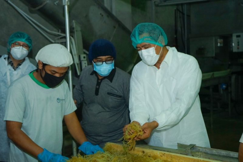industri olahan rumput laut