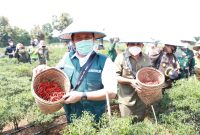 Setelah disosialisasikan secara merata di 17 kabupaten/kota, Gerakan Sumsel Mandiri Pangan [SMP] yang digagas Gubernur Sumsel H Herman Deru segera diluncurkan.