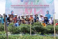 Ketua TP PKK Sumsel Hj Febrita Lustia HD melakukan panen bersama di kluster cabai merah mitra binaan UPTB Science Techno Park Balitbangda Sumsel, di Sriwijaya Science Techno Park [SSTP], Indralaya Utara Kabupaten  Ogan Ilir, Kamis [10/3].