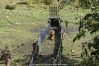 Seekor harimau sumatera (Panthera tigris sumatrae) dilepasliarkan di areal Taman Nasional Kerinci Seblat (TNKS) Kabupaten Merangin, Provinsi Jambi