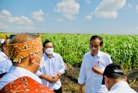 Presiden Jokowi didampingi Seskretaris Kabinet Pramono Anung usai melakukan penanaman bibit dan meninjau panen sorgum di Kabupaten Sumba Timur, NTT, Kamis (02/06/2022)