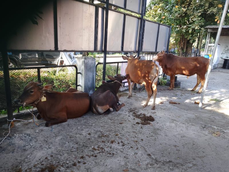 Sebanyak empat ekor sapi hewan kurban dibagi-bagikan kepada masyarakat di lingkungan kantor PWI Sumsel dan anggota PWI yang berhak menerimannya, Minggu (10/7/2022))