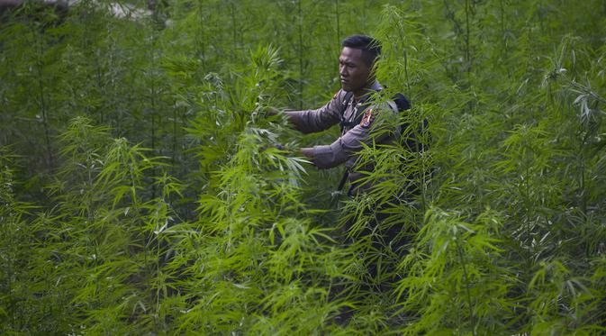 Kebun ganja di Aceh