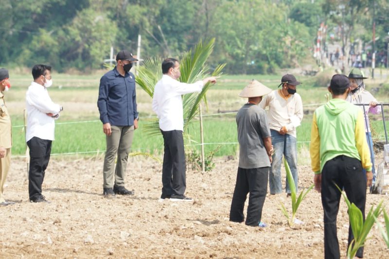 Presiden Jokowi pada acara penanaman kelapa genjah bersama di Desa Giriroto, Kabupaten Boyolali, Provinsi Jawa Tengah, Kamis (11/08/2022)