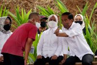 Presiden Jokowi saat berdialog dengan warga usai meninjau penanaman kelapa genjah di Desa Sanggang, Kecamatan Bulu, Kabupaten Sukoharjo, Provinsi Jawa Tengah, Kamis (11/08/2022)