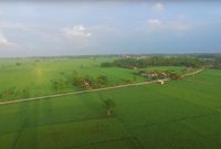 Pemerintah terus mendorong pengembangan lumbung pangan atau food estate di berbagai daerah di tanah air