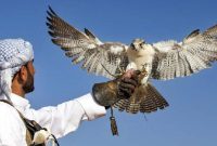 Falconry, salah satu hal unik yang ada di Qatar (Foto: Dayout Dubai)
