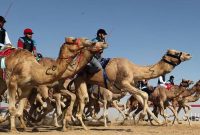 Balap Unta di Qatar (Foto: AFP Photo/Karim Sahib)