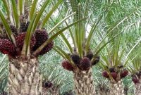 Lahan Sawit