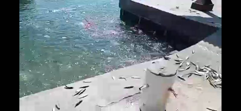 Ribuan ikan lompat ke daratan dermaga Pulau Onrust, Kepulauan Seribu. Foto: Istimewa