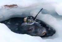 Lapisan es Antartika di bagian Timur runtuh akibat pemanasan ekstrem yang terjadi di wilayah tersebut. (VIA REUTERS)