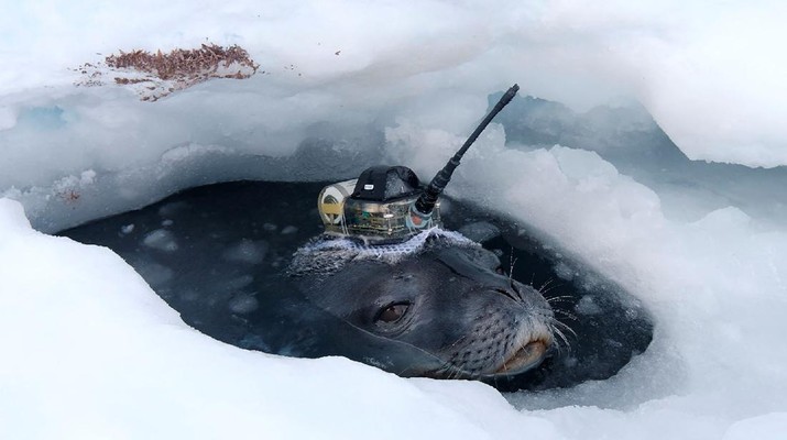 Lapisan es Antartika di bagian Timur runtuh akibat pemanasan ekstrem yang terjadi di wilayah tersebut. (VIA REUTERS)