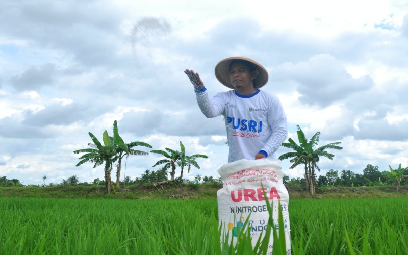 Petani padi melakukan pemupukan di lahan sawahnya dengan pupuk urea bersubsidi 