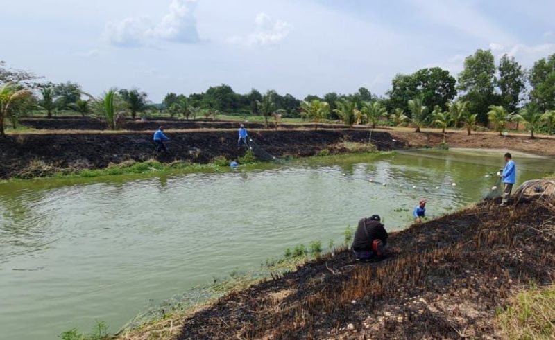 Dinas Perikanan Banyuasin prioritaskan budidaya ikan gabus 