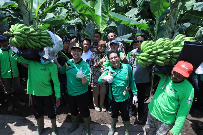 Menteri Desa, Pembangunan Daerah Tertinggal dan Transmigrasi Abdul Hakim Iskandar saar panen perdana Pisang Cavendish, 26 November 2022