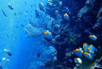 Taman Nasional Bunaken