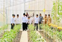 Presiden Jokowi meninjau hasil pertanian di Ponpes Al-Ittifaq, Kabupaten Bandung, Jawa Barat, Senin (06/03/2023). (Foto: BPMI Setpres)