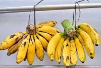 lustrasi Pisang (Foto: Shutterstock)