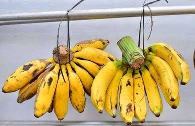 lustrasi Pisang (Foto: Shutterstock)