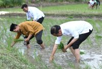 Presiden Jokowi bersama Mentan Syahrul Yasin Limpo bertanam padi bersama petani di Tuban, Kamis (06/04/2023). (Foto: BPMI Setpres)