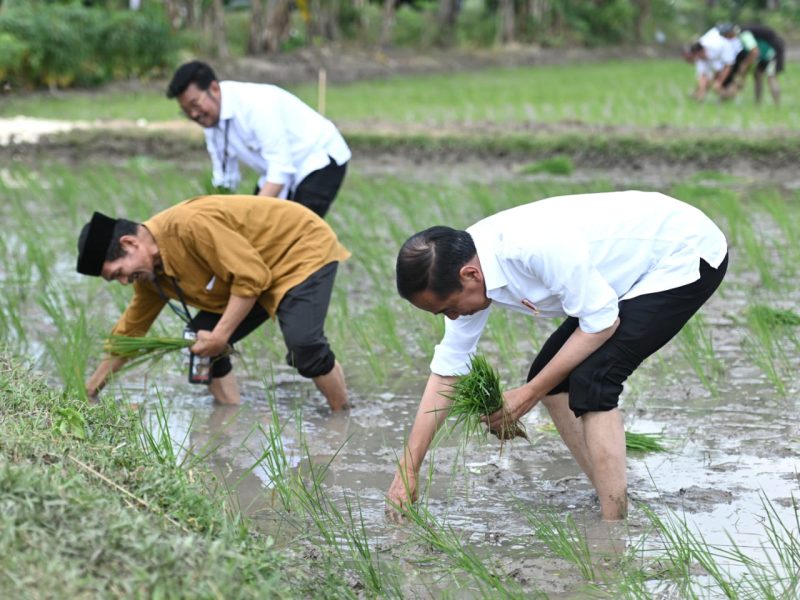 Presiden Jokowi bersama Mentan Syahrul Yasin Limpo bertanam padi bersama petani di Tuban, Kamis (06/04/2023). (Foto: BPMI Setpres)