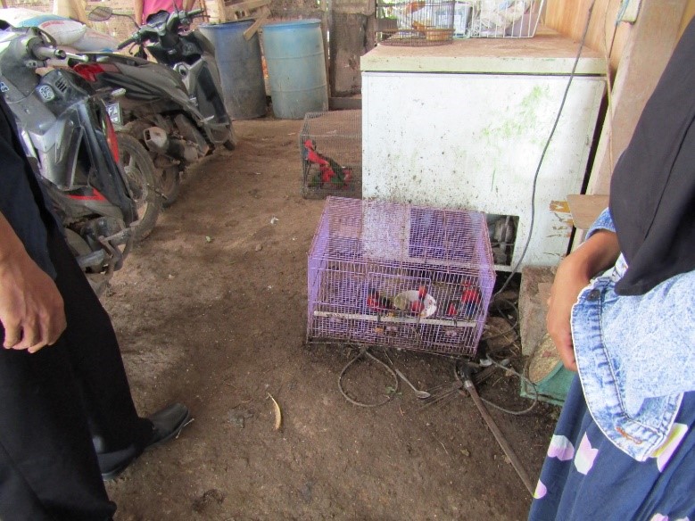 Tim operasi SPORC Brigade Kangguru Seksi Wilayah III Jayapura Balai Gakkum Wilayah Maluku dan Papua KLHK berhasil mengamankan AR (23) pelaku penjualan satwa dilindungi