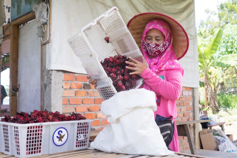 Sekelompok ibu rumah melakukan pengolahan rosella di kawasan Sentra Industri Bukit Asam [SIBA] Center, Desa Lingga, Kecamatan Lawang Kidul, Kabupaten Muara Enim. Mereka adalah para perempuan yang mengelola Sentra Industri Bukit Asam [SIBA] Rosella.