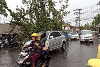 satu pohon besar di depan toko fotocopy Rizqi, Jalan Srijaya Negara, depan Universitas  Sriwijaya, Bukit Lama, Kecamatan Ilir Barat 1, Palembang sekira pada pukul 14.00 WIB, Senin 12 Juni 2023. 
