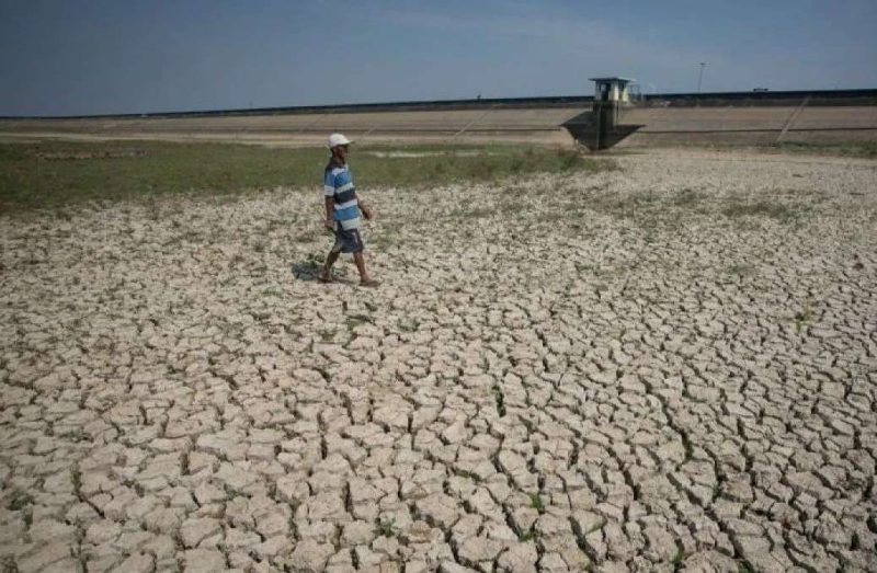 Hadapi Kemarau, BRIN Sarankan Petani Ganti Tanaman Padi