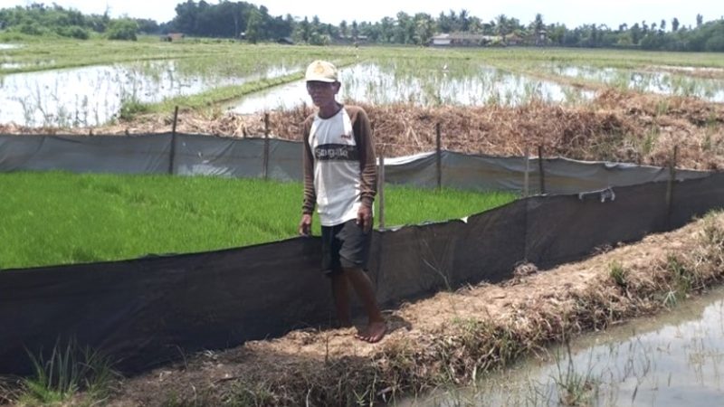 Salamun merintis usaha budidaya padi sejak 1990-an di Desa Sukoharjo, Kabupaten Pringsewu, Lampung. 