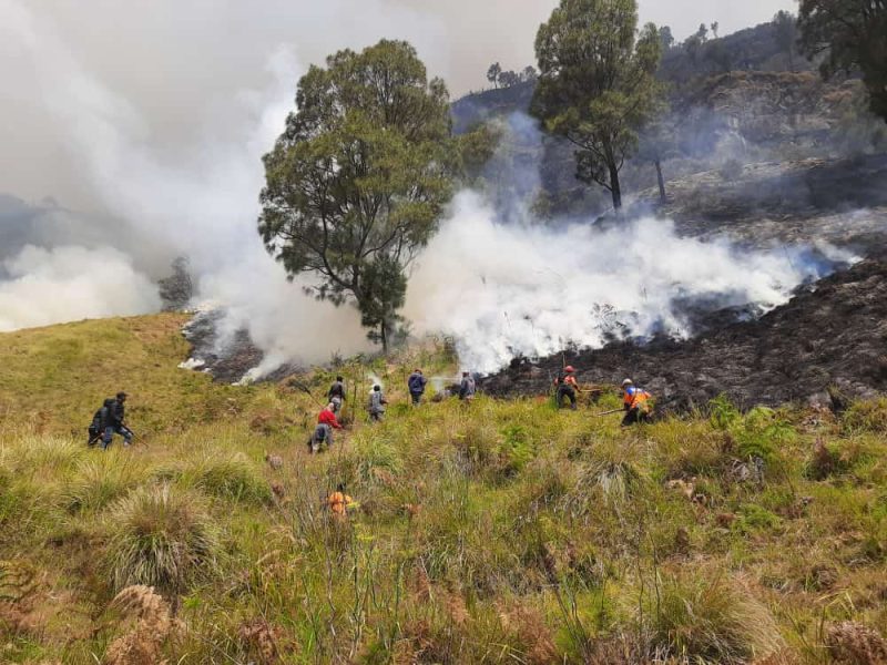 Upaya pemadaman karhutla di Taman Nasional Bromo Tengger Semeru, Kabupaten Probolinggo, Jawa Timur, Jumat (1/9). (BPBD Kabupaten Probolinggo)