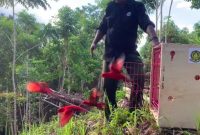 BKSDA Maluku melepasliarkan 30 (tiga puluh) ekor satwa liar endemik ke habitat aslinya di Kabupaten Seram Bagian Barat