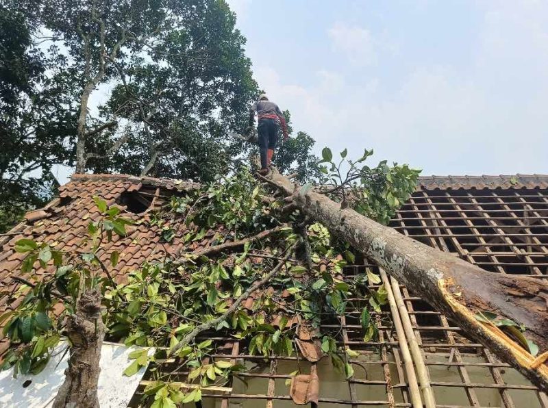Akibat Angin Puting Beliung sebuah pohon besar menimpa atap rumah warga di Kecamatan Cireunghas, Kab. Sukabumi, Sabtu (21/10). (BPBD Kabupaten Sukabumi)