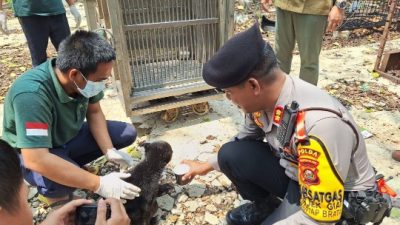 Ditsamapta Polda Sumsel serahkan anak Beruang Madu ke Balai Konservasi Sumber Daya Alam Sumatera Selatan (BKSDA Sumsel).