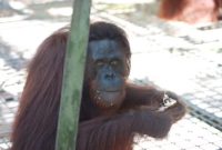 BKSDA Kalteng dan BKSDA Kaltim Lepasliarkan 12 Individu Orangutan